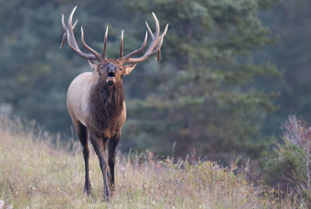 istock a bull elk photographed from the front bugling 1946729890