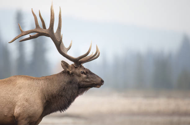 A bull elk stands in profile backdropped by distance trees and a mountain