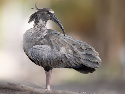 A plumbeous ibis stands in profile with its head turned