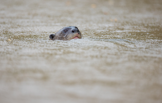 A river otter swims through the murky waters of the Cuiaba river in Brail