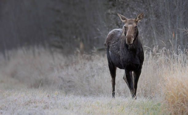 A cow moose in late fall A cow moose stands next to tall grass on the edge of the forest cow moose stock pictures, royalty-free photos & images