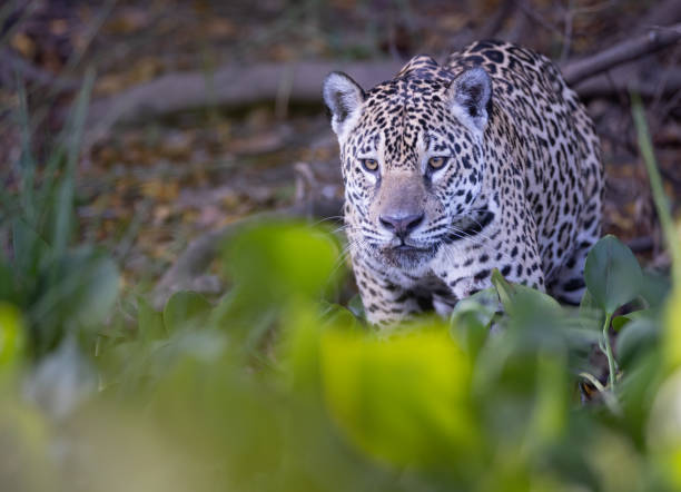istock A jaguar walks towards the edge of a river 1946744873