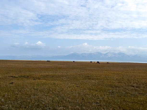 the camels on the meadow by the water. - cute animal asia brown - fotografias e filmes do acervo