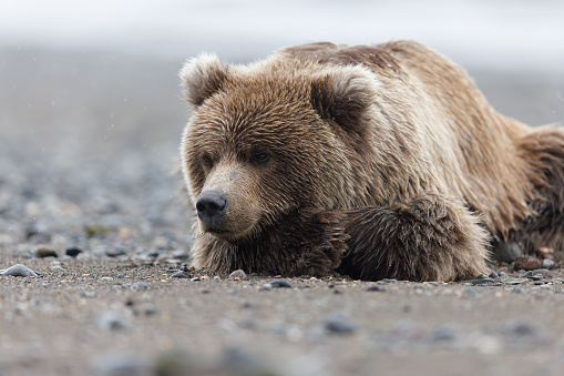 A brown bear cub lies on the beach of the shore of Cook Inlet in Lake Clark, Alaska