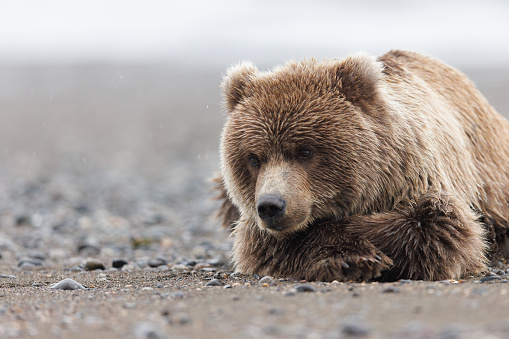 A brown bear cub lays and waits on the beach for its mother while she fishes at Lake Clark on Cook Inlet, Alaska