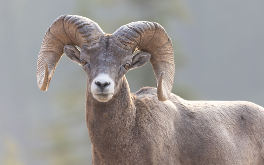 Group of wild chamois on a cliff in Italian alps