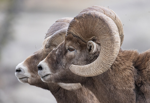 Profile of a pair of bighorn ram mountain sheep photographed in Jasper National Park
