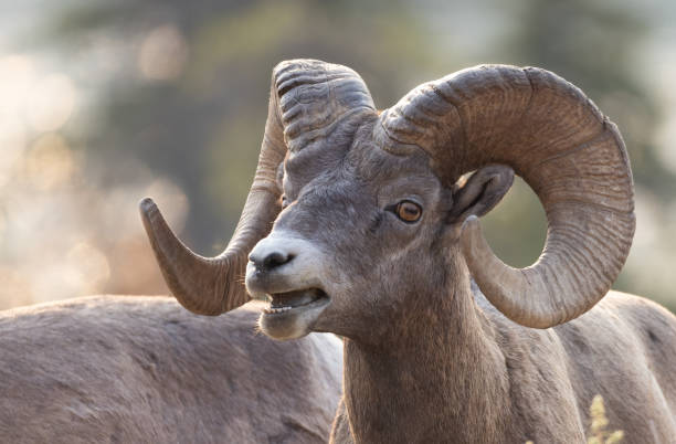 istock A bighorn mountain sheep at sunrise 1946755218