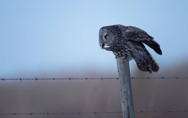 istock A great gray owl readying to take off from a fence post 1946756752