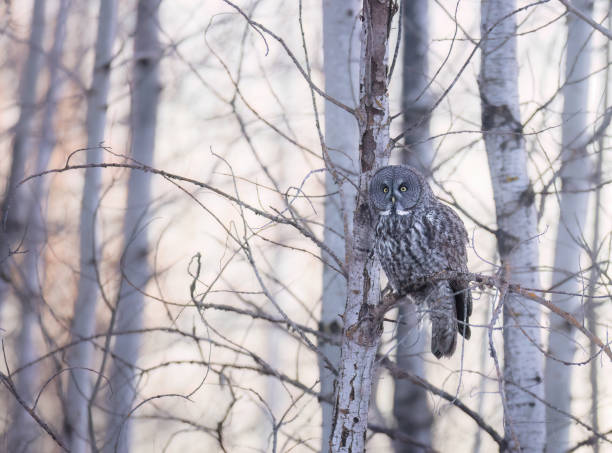 istock A great gray owl at sunset looking out from a tree 1946758268