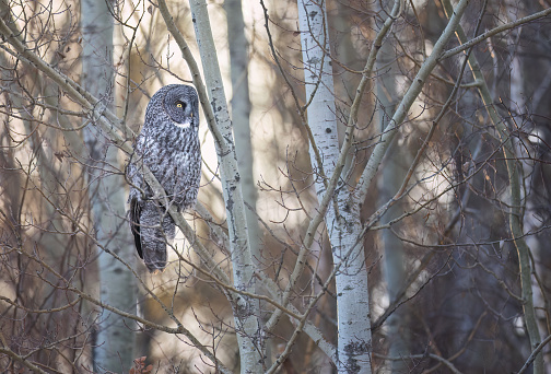 a great gray owl sitting in a tree at sunset
