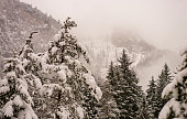 the great cold and heavy snow cover the trees of the forest in the mountains