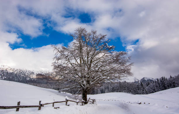 istock the lonely tree near the path for mountain skiers 1946832142