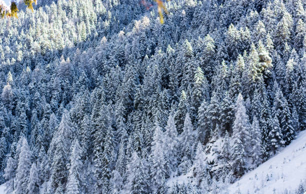 winter