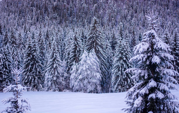istock the sun has not yet risen on the mountain snow-capped by the night storm 1946833183