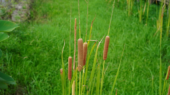 Typha angustifolia has cylindrical flowers, brown in color with a smooth surface and long stems that exceed the length of the pointed leaves. This species is also known as Lesser bulrush, Narrowleaf cattail and Lesser reedmace.