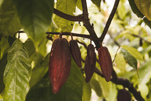 Close up shot of hanging cocoa ripe beans. Rainforest cacao tree and evergreen vegetation