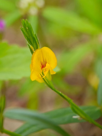 Selective focus of a yellow coloured flower known as Zornia latifolia in the garden
