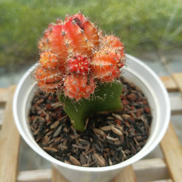 istock photo of a small cactus in a pot 1946870789