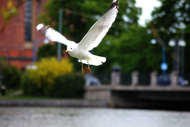 istock A seagull flying through the air 1946893586