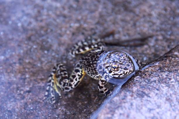 Mountain Yellow-legged Frog in the Sierra Nevada Mountains, near Pyramid Peak. Close up shot. Rana muscosa.