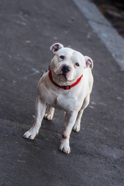 Bulldog on suburban pavement staring at viewer