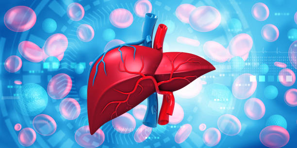 istock Human liver on scientific background 1946922552