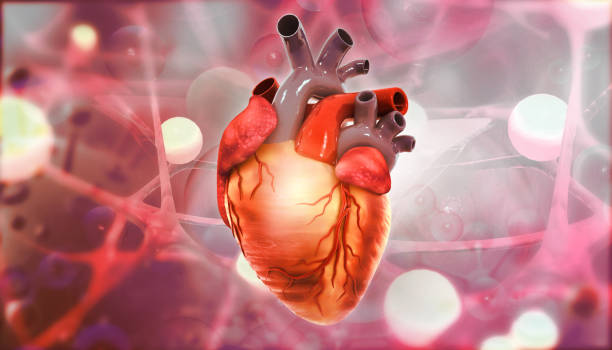 istock Human heart anatomy 1946924096