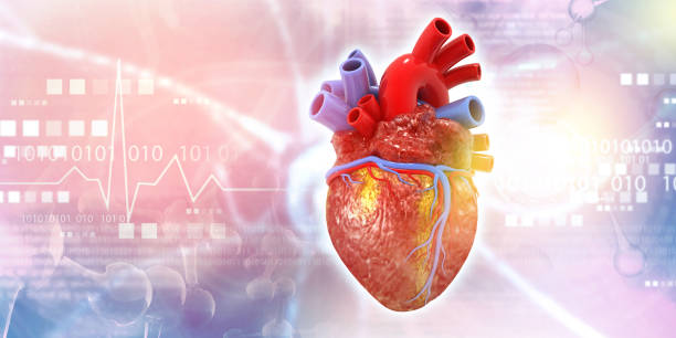 istock Human heart anatomy 1946925639