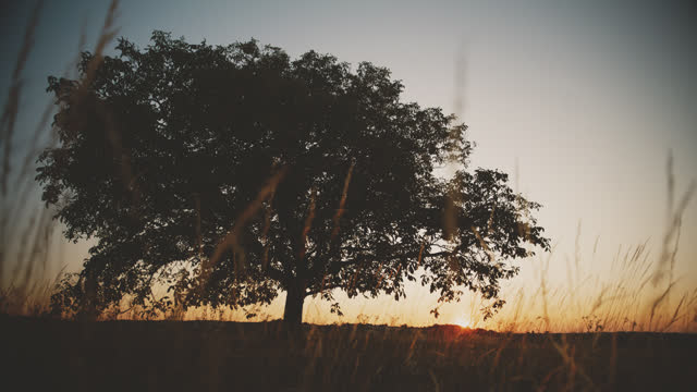 SLO MO Vintage Solitary Sentinel: Lone Tree in the Meadow at Dusk