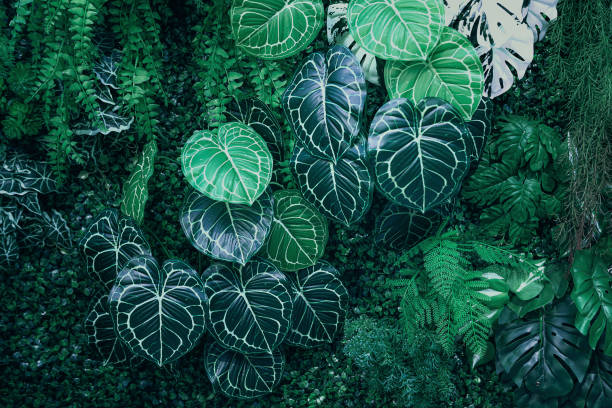 istock Background of tropical green leaf 1946936702