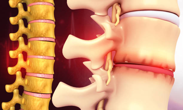 istock Human spine anatomy 1946938830