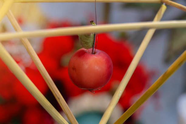 A red apple hangs in a tetrahedron. Decorative decoration.