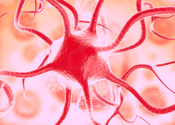 Education Spinal cord  and Motor Neuron under the microscope in Lab.
