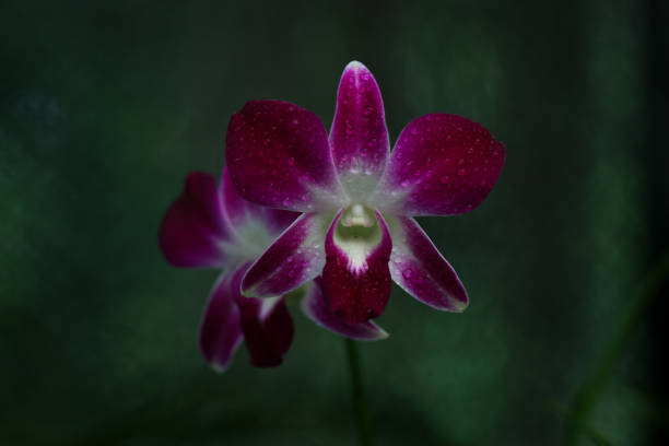 istock Beautiful orchid with dews 1946949864