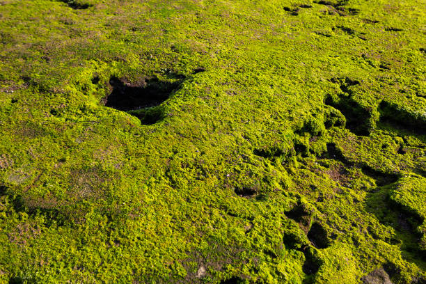 Green moss on the stone floor. – Foto