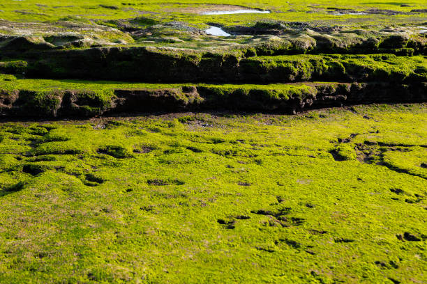 Green moss on the stone floor. ストックフォト