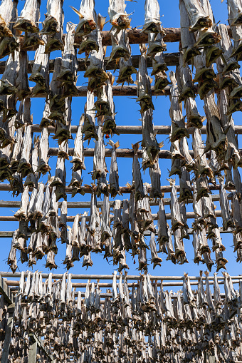Cod fish methodically hung for drying on wooden racks, with a clear sky backdrop in Lofoten, Norway, a scene of traditional fish processing