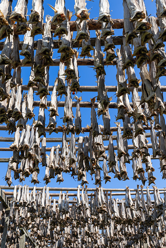 Cod Fish Drying Rack Cod Fish Methodically Hung For Drying On Wooden Racks With A Clear Sky ...
