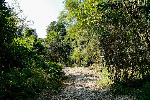 path in forest, beautiful photo digital picture