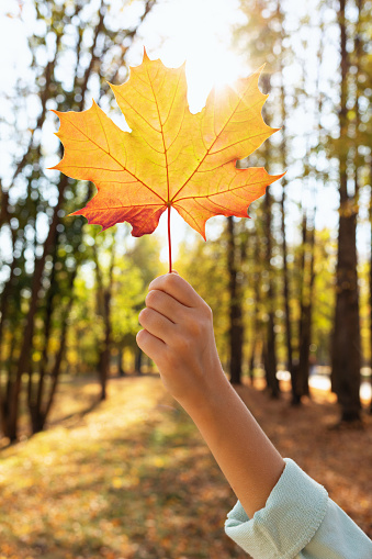 A girl in her raised hand holds an autumn maple leaf illuminated by backlit sunlight, autumn colors in the park