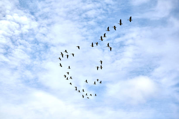 istock Team of goose flying 1946972504