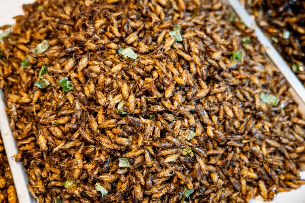 istock Fried insects, edible insect and bugs close-up 1946973542