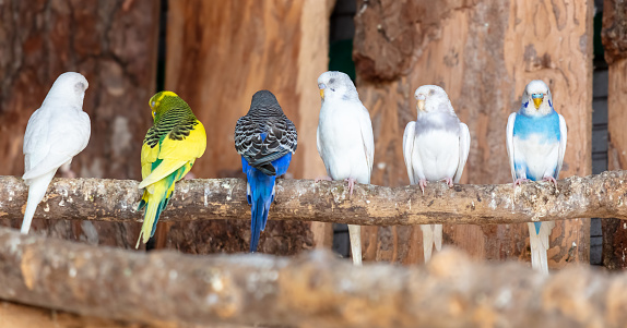 Budgerigars on a tree branch.