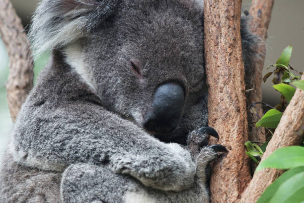 koala schlafend - schlafend fotografías e imágenes de stock