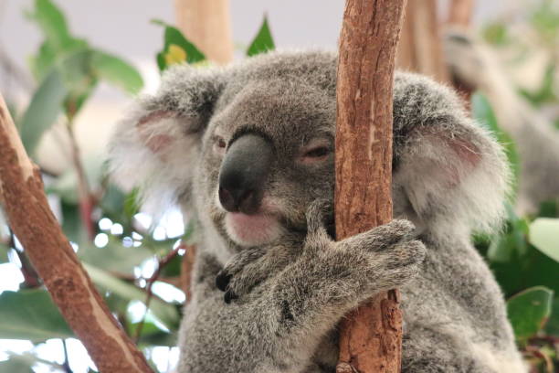 koala schlafend - schlafend fotografías e imágenes de stock
