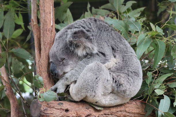 koala schlafend - schlafend fotografías e imágenes de stock