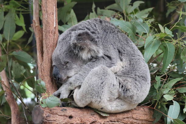 koala schlafend - schlafend стоковые фото и изображения