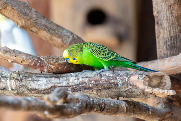 istock Portrait of a budgerigar in nature 1946996217
