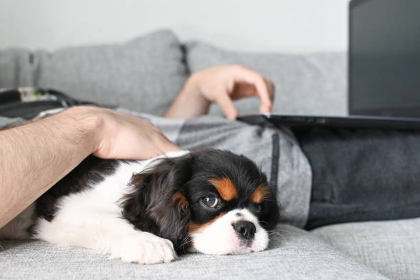 the little cavalier charles king spaniel puppy lies on the bed next to the owner - child house dog bed zdjęcia i obrazy z banku zdjęć